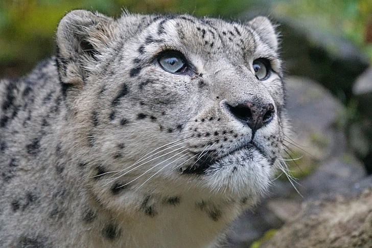 closeup photo photo of cheetah