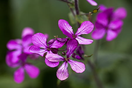selective focus photo of purple 5-petaled flowers