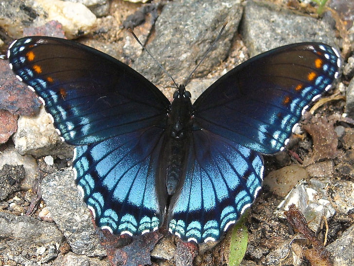 close-up photo of purple spotted butterfly