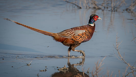 ring-necked pheasant on calm body of water during daytime