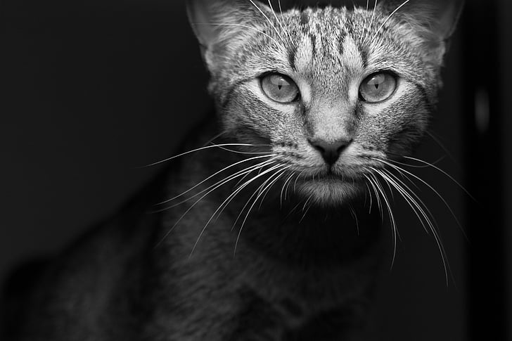 close-up photo of gray cat