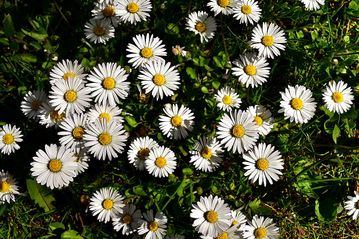 daisies during daytime