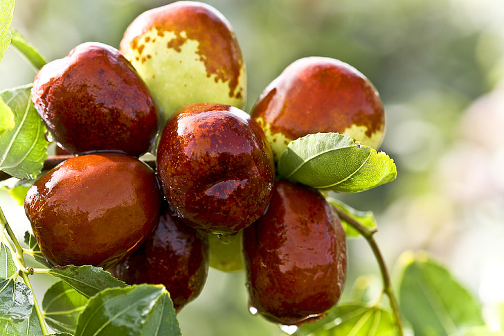brown fruits on tree