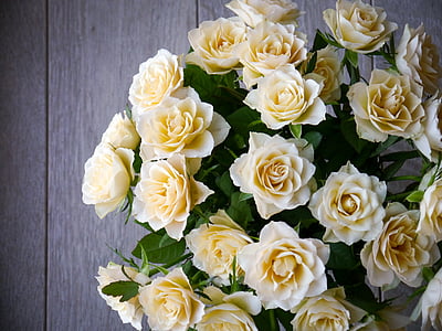 closeup photo of yellow roses
