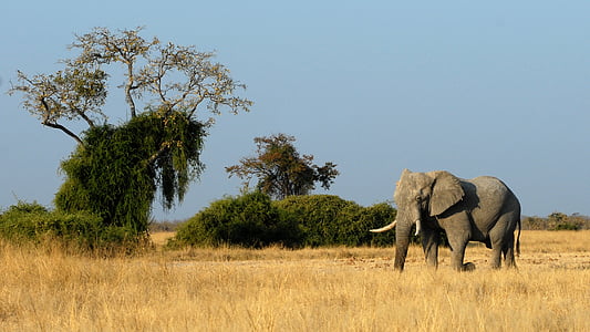 gray elephant on dry grass during daytime