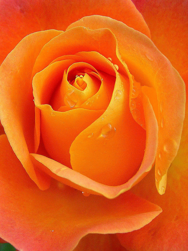 close-up photography of orange flower