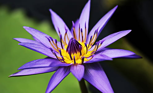 shallow focus photography of purple water lily flower