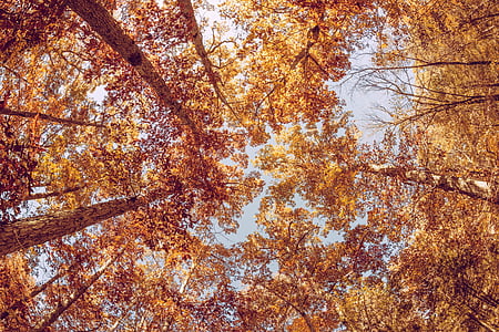 low angle photography of yellow leaf tree