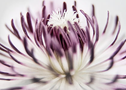macro photography of purple and white flowers
