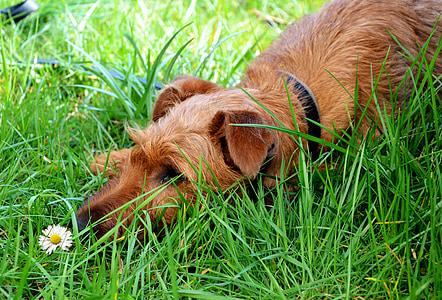 small wire-coated tan dog lying on grass