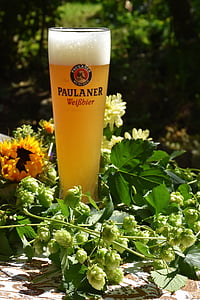 clear Paulaner Wierbier glass with yellow liquid