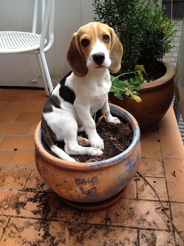 beagle in round brown pot