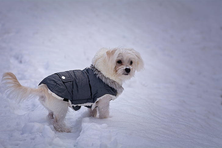 long-coated white dog with black jacket on snow covered ground