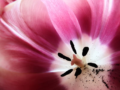 pink and white tulip macro photography