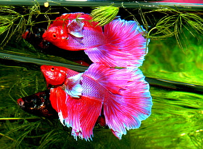 pink fishes