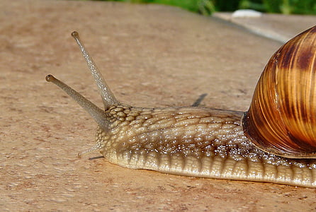 macro shot of brown snail