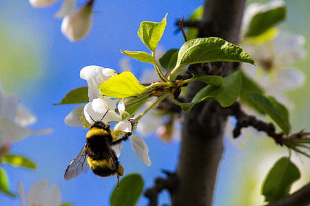 bumble bee on white petaled flower