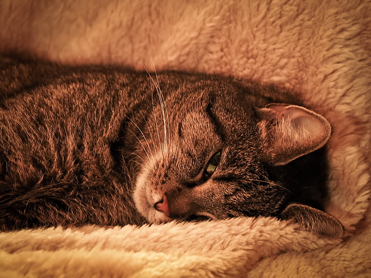 brown tabby cat lying on towel