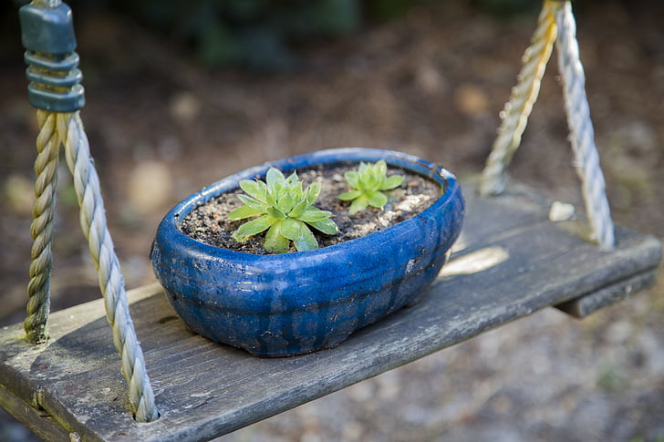 oval blue ceramic plant pot with succulent on brown wooden swing