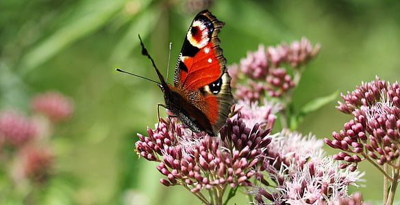 red, black, and white butterfly on flower