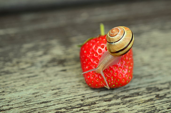 brown snail on strawberry selective-focus photography