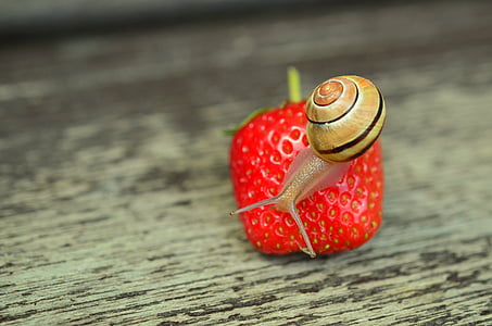 brown snail on strawberry selective-focus photography