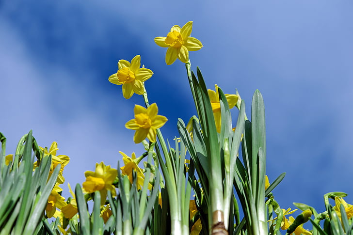 yellow daffodil flowers in closeup photo