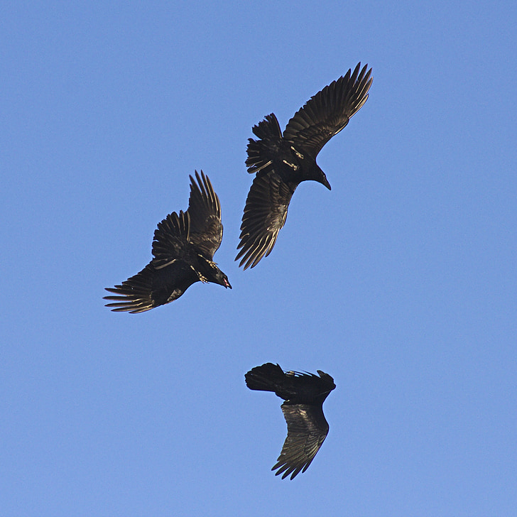 three black crows flying high