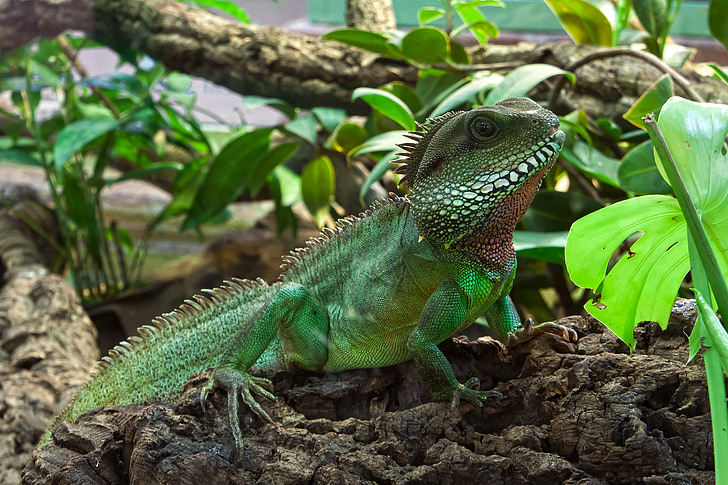 green iguana beside green leaves