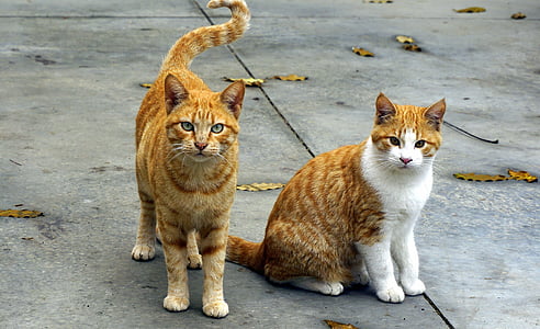 two orange tabby cats on the street