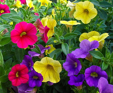 closeup photography of yellow, purple, and red petunia flowers