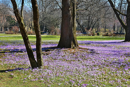 tree surrounded with purple flowers on ground