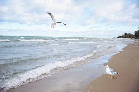 two white-and-gray birds in beach