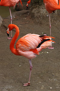 photograph of three flamingos