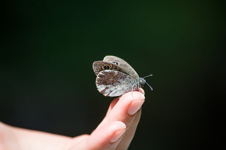 gray butterfly on person's finger