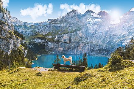 dog standing on bench facing lake surrounded with mountains