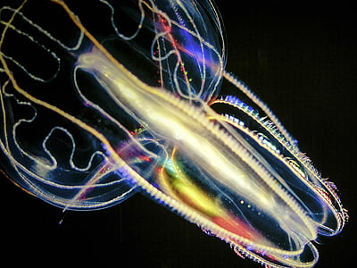 jellyfish illustration