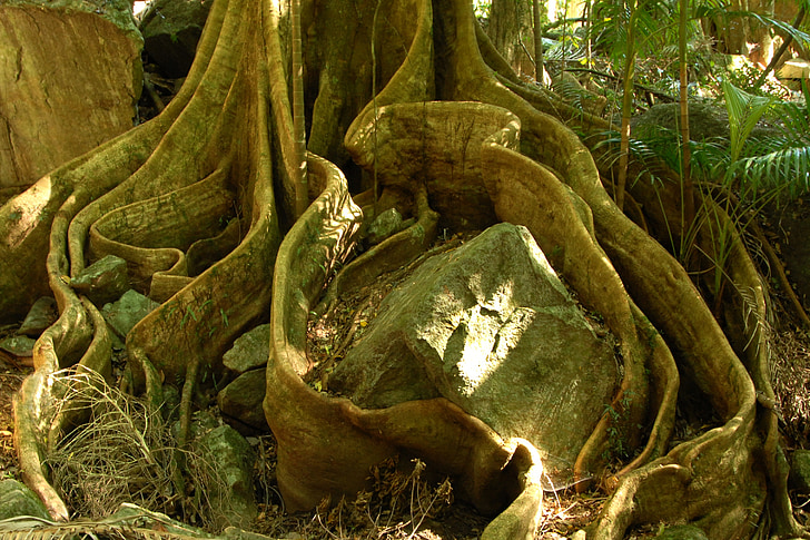 photo of brown rock beside tree