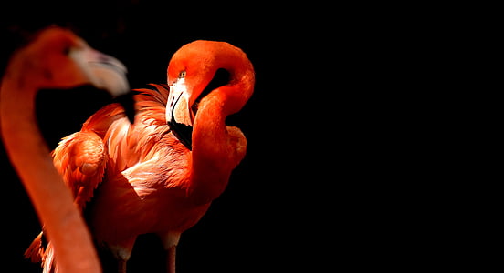 selective focus photography of flamingo