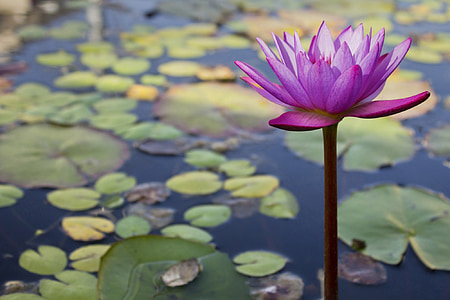 shallow focus photography of lotus plant
