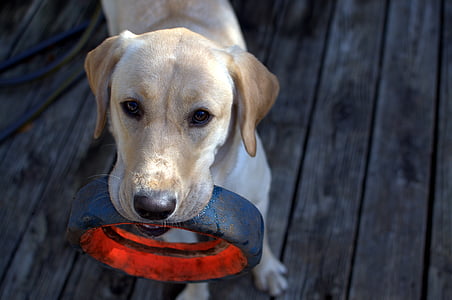 yellow Labrador retriever puppy fetching tire