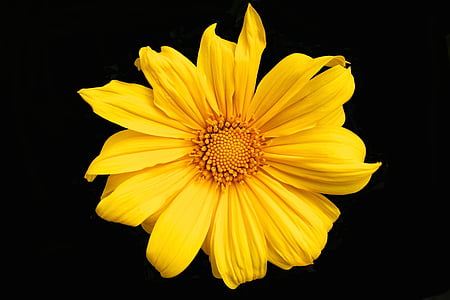 macro photography of yellow daisy in bloom