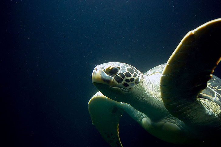brown sea turtle under water