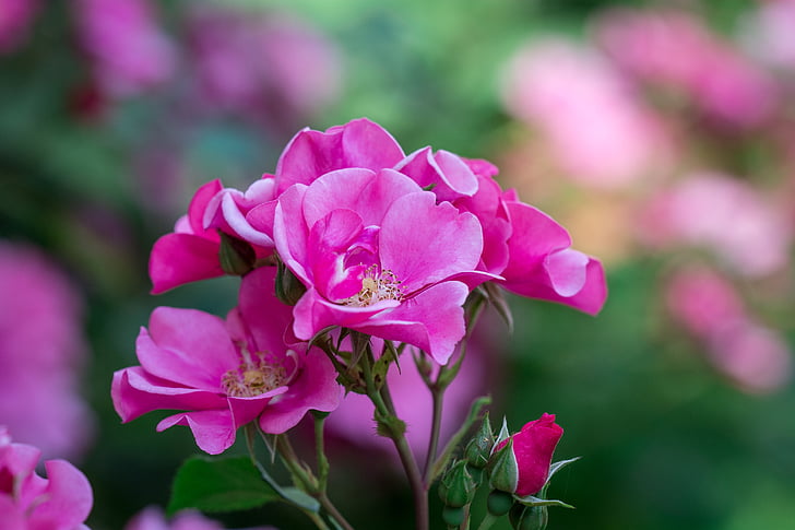 focus photography of pink rose flowers