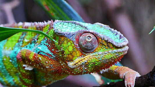 chameleon in shallow focus lens