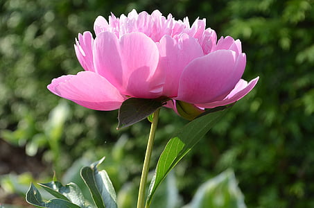 close up photo of pink peony flower
