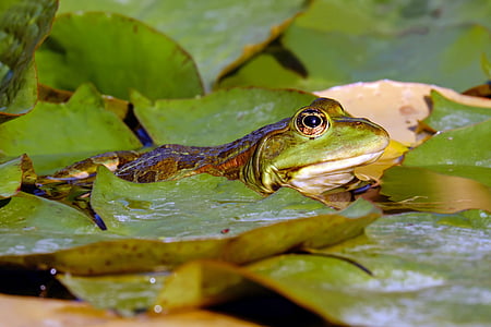 wildlife photo of green frog on leaf
