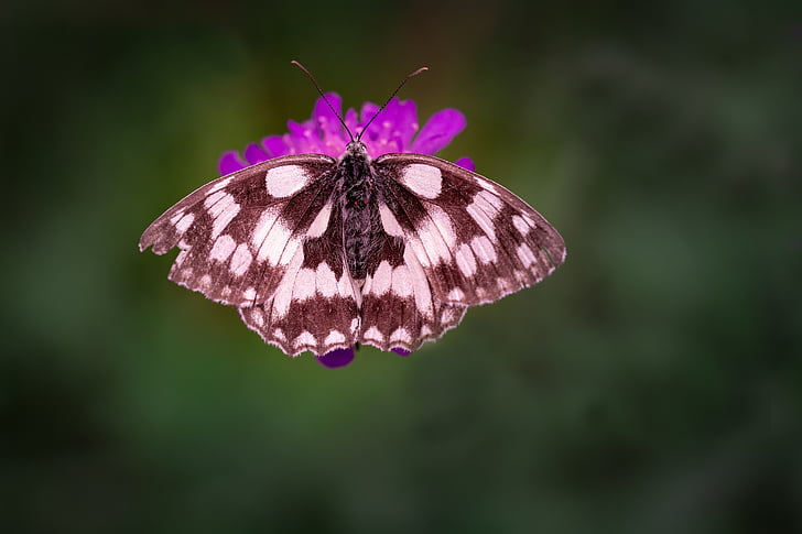 marbled white butterfly perched on purple petaled flower