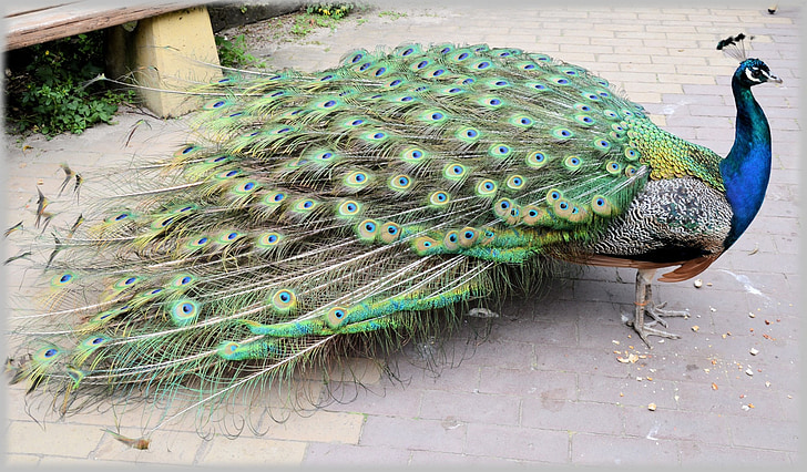 photo of peacock on gray pavement