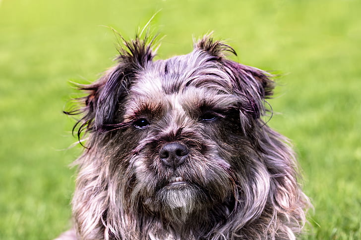 adult gray and white Cairn terrier